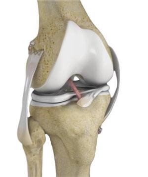 knee-anatomy